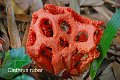 Clathrus ruber-amf393